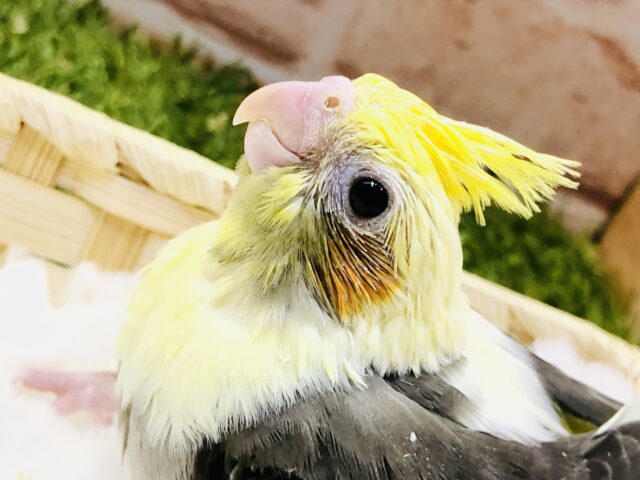 オカメインコ