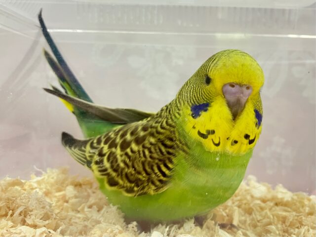 ジャンボセキセイインコ