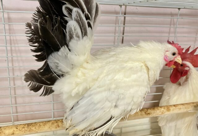 桂チャボ（カツラチャボ）