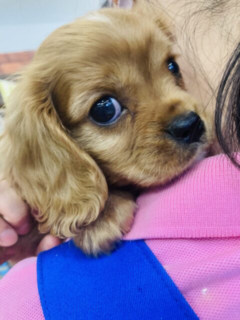 キャバリア・キングチャールズ・スパニエル