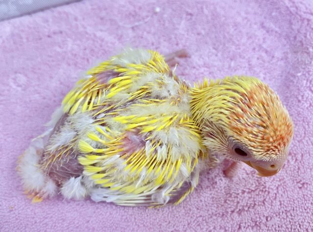 コザクラインコ（小桜インコ）