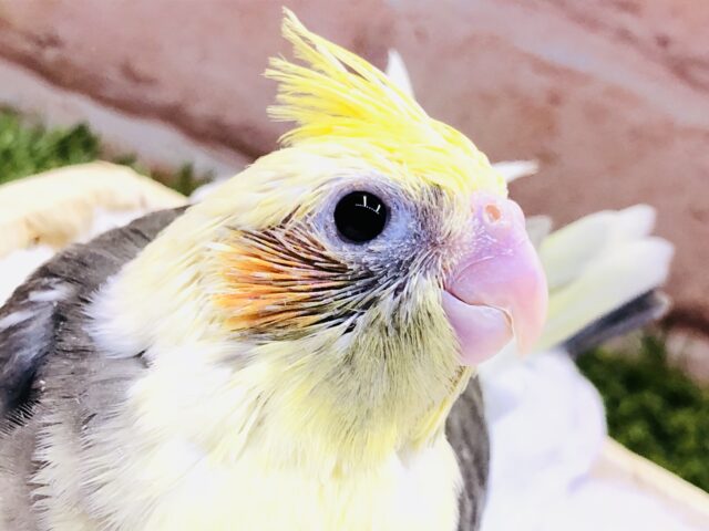 オカメインコ