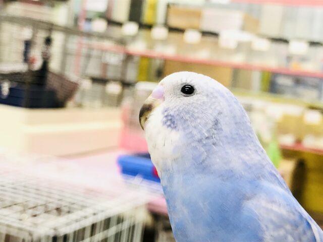 セキセイインコ