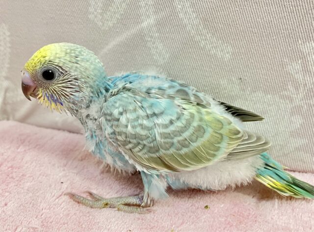 セキセイインコ