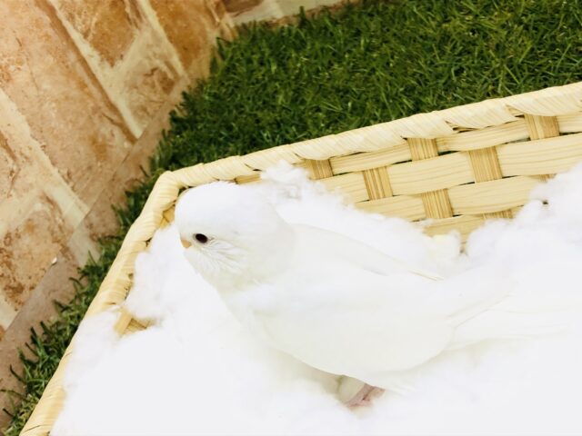 セキセイインコ