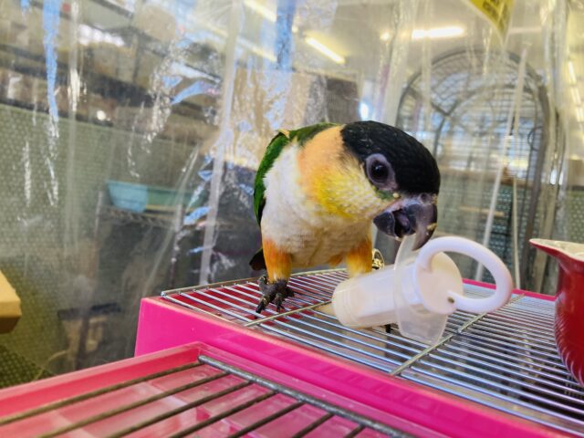ズグロシロハラインコ