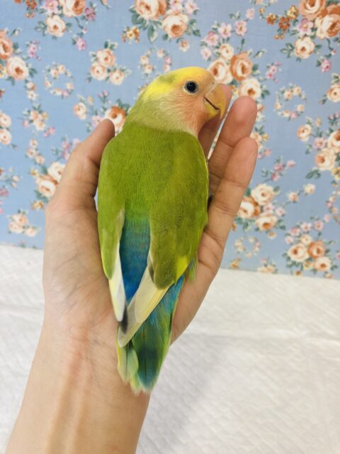 コザクラインコ（小桜インコ）