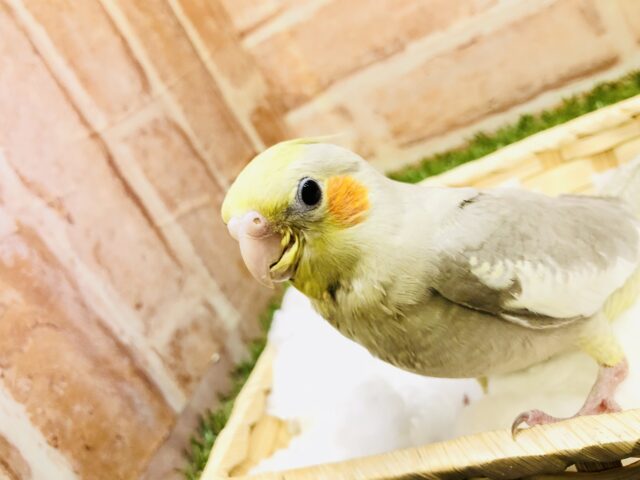 オカメインコ