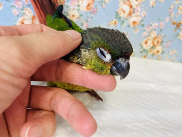 ワキコガネウロコインコ