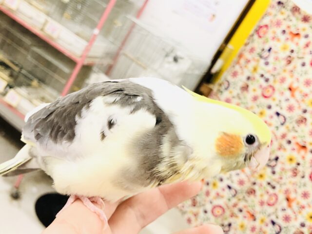 オカメインコ