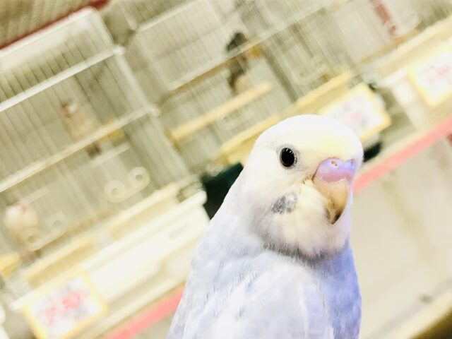 セキセイインコ