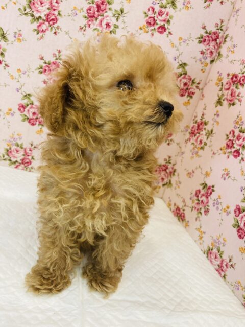 トイプードル