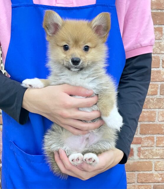 ポメラニアン×Wコーギー