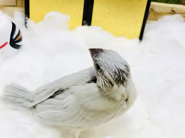 シルバー文鳥