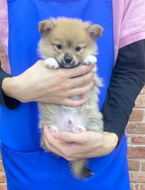 ポメラニアン×Wコーギー