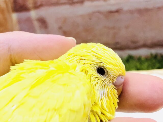ジャンボセキセイインコ