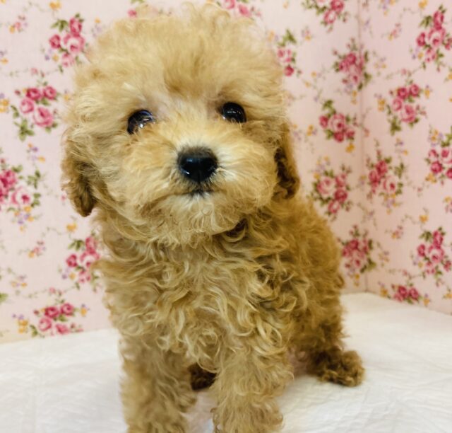 トイプードル