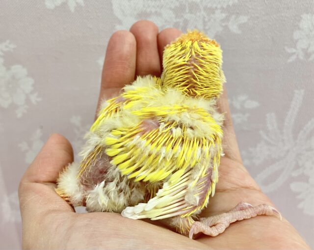 コザクラインコ（小桜インコ）