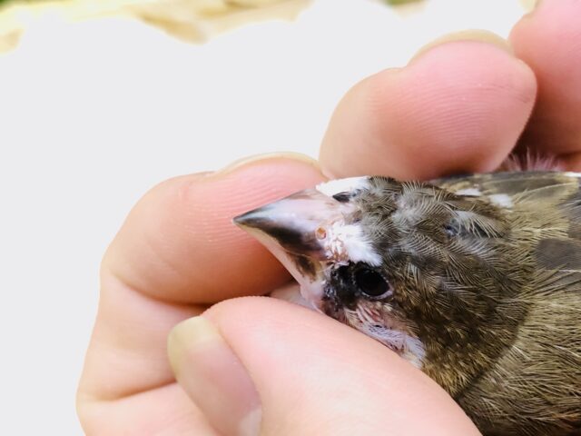 十姉妹（ジュウシマツ）