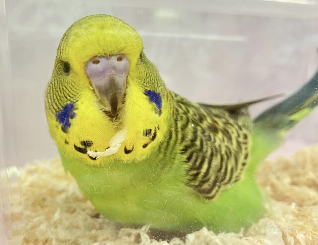 ジャンボセキセイインコ