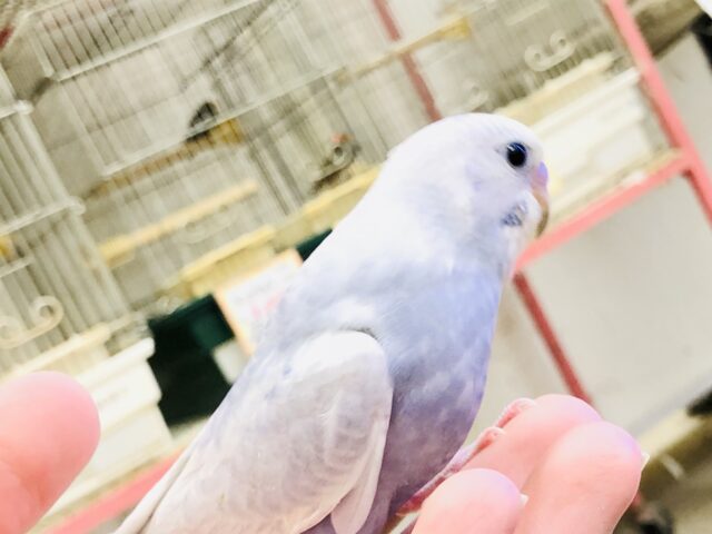 セキセイインコ