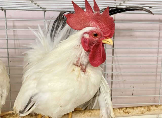 桂チャボ（カツラチャボ）