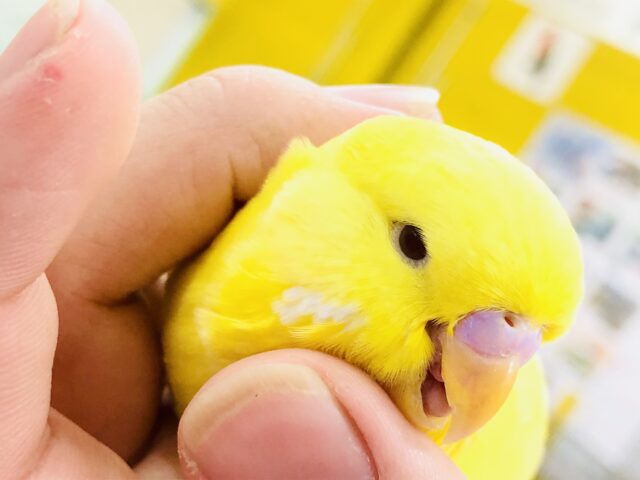ジャンボセキセイインコ