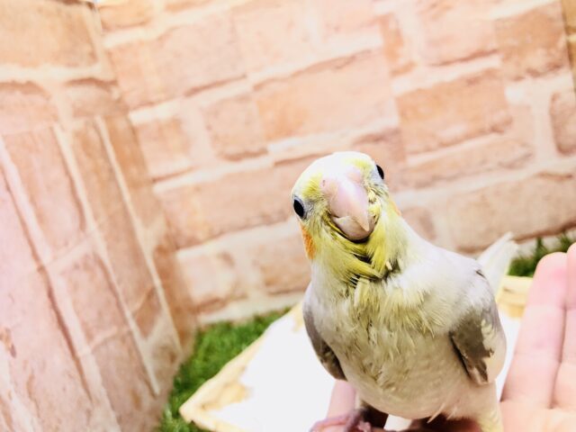 オカメインコ