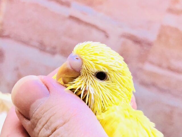 ジャンボセキセイインコ