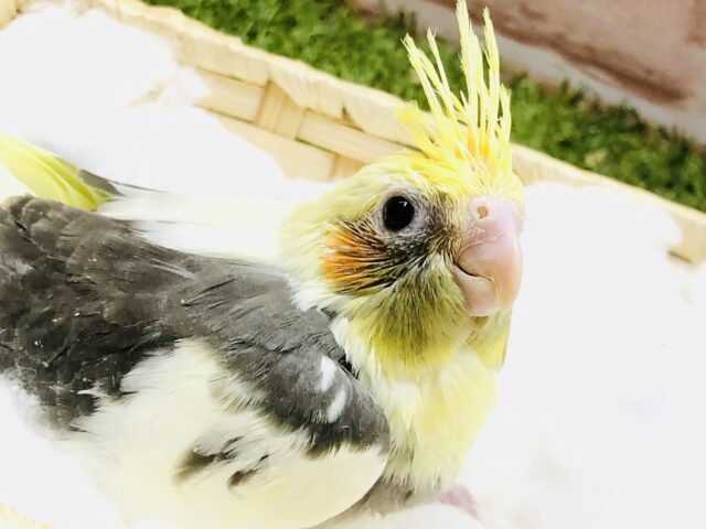 オカメインコ