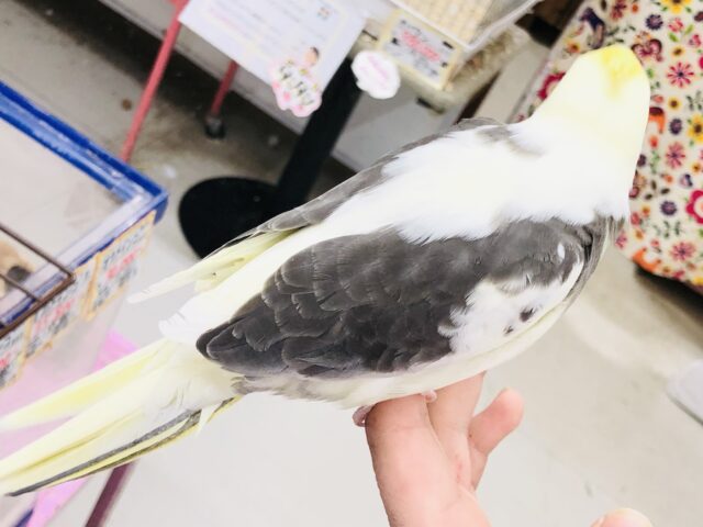 オカメインコ
