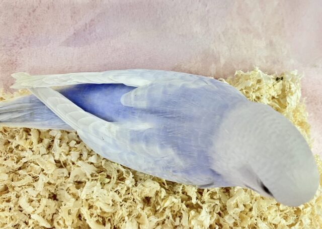 ✨️最新画像✨️きゃわたん🤍セキセイインコ (ライラック)2023年10月生まれ セキセイインコ