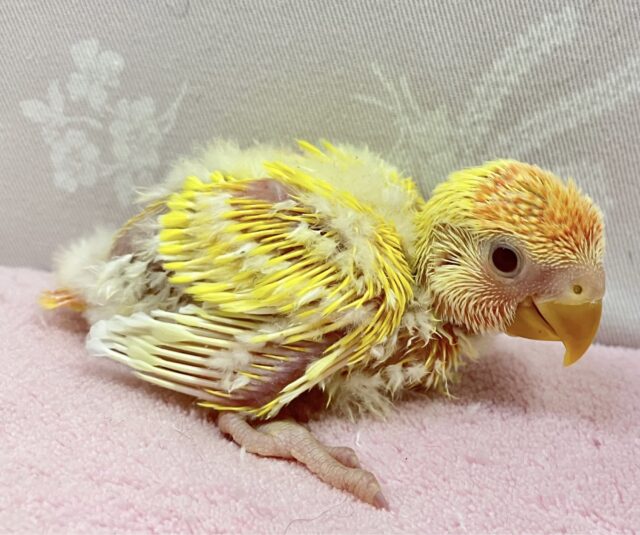 コザクラインコ（小桜インコ）