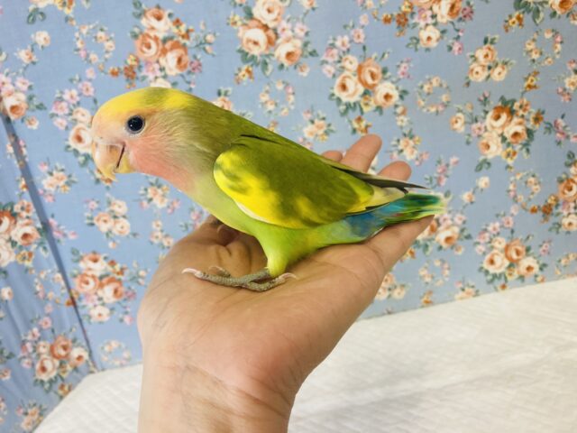 コザクラインコ（小桜インコ）