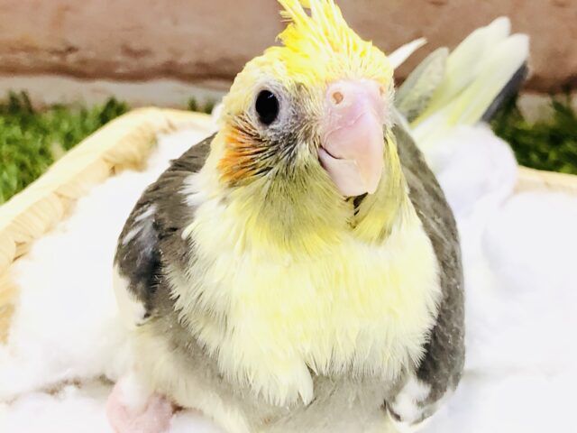 オカメインコ