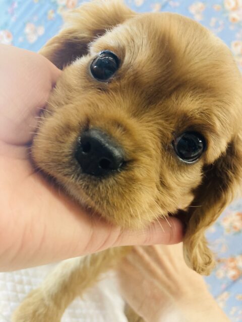 キャバリア・キングチャールズ・スパニエル