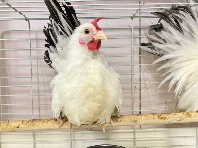 桂チャボ（カツラチャボ）