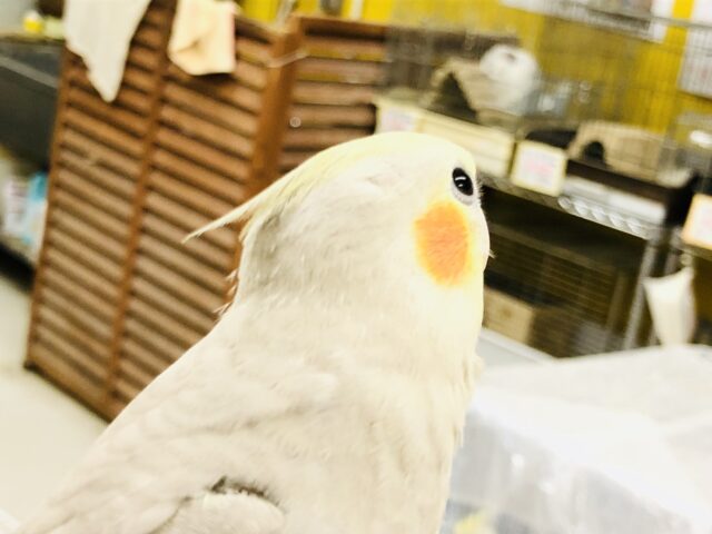 オカメインコ