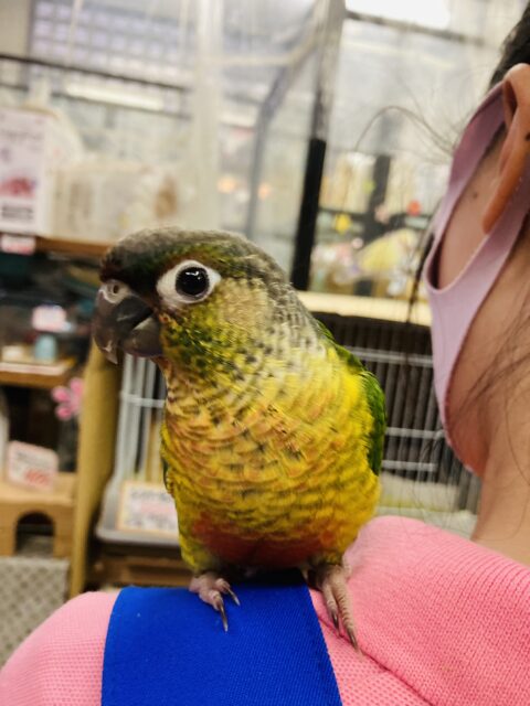 ワキコガネウロコインコ