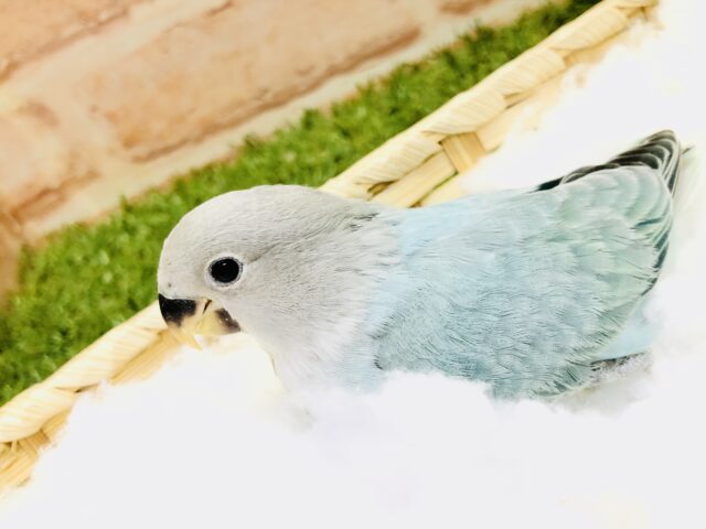 コザクラインコ（小桜インコ）