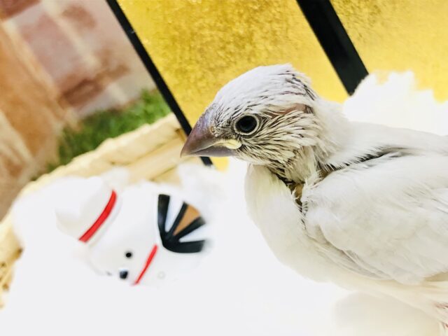 シルバー文鳥