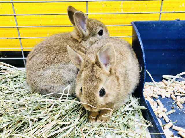 ネザーランドドワーフ