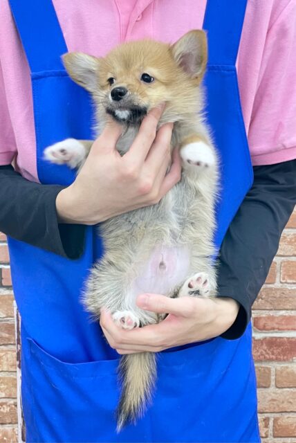 ポメラニアン×Wコーギー