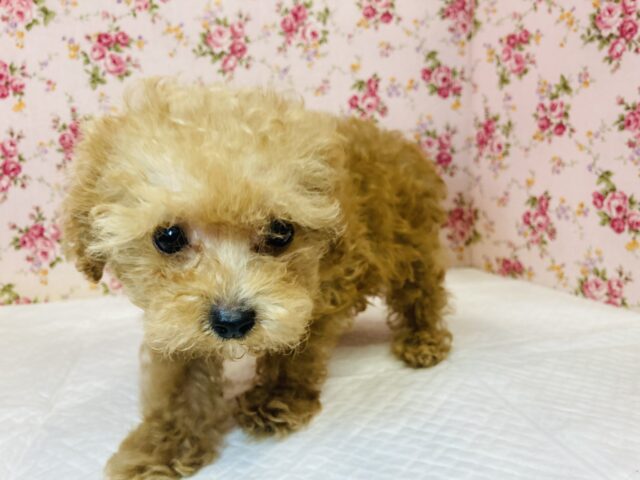 トイプードル