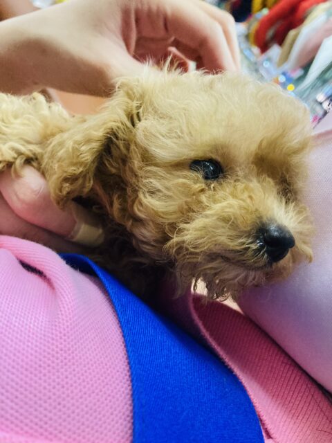 トイプードル