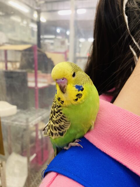 ジャンボセキセイインコ
