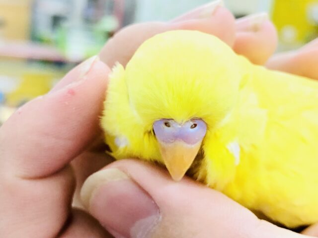 ジャンボセキセイインコ