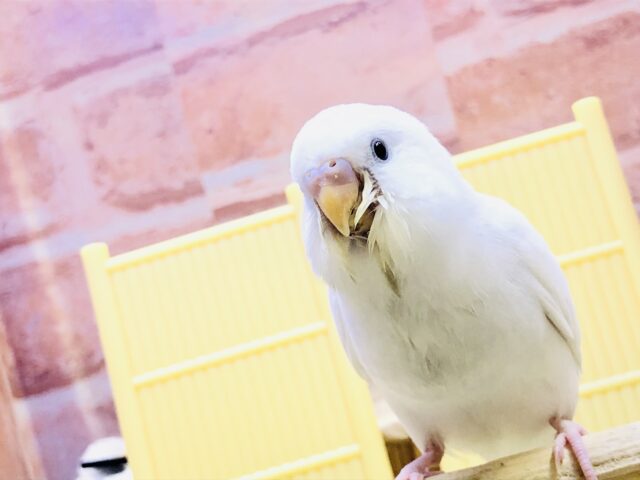 セキセイインコ