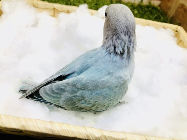 コザクラインコ（小桜インコ）