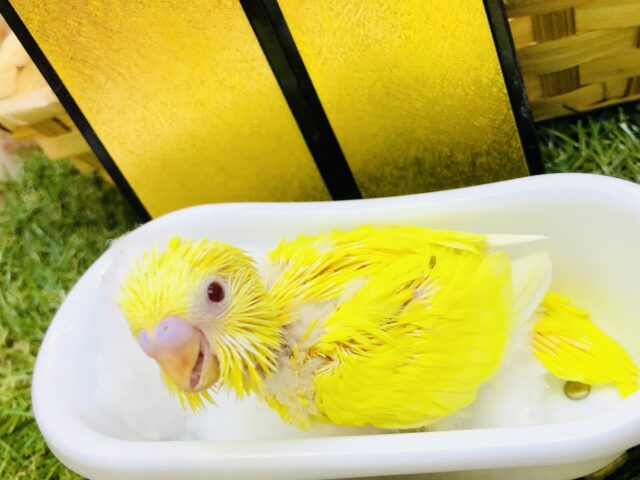 セキセイインコ